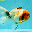 A Grade Sakura Oranda Male 6.5 inches #071726OR_24