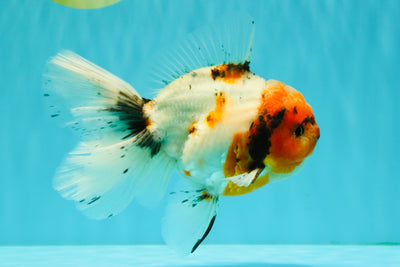 A Grade Sakura Oranda Male 6.5 inches #071726OR_24