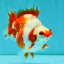 A Grade Red White Ryukin Female 4 inches #050126RK_03