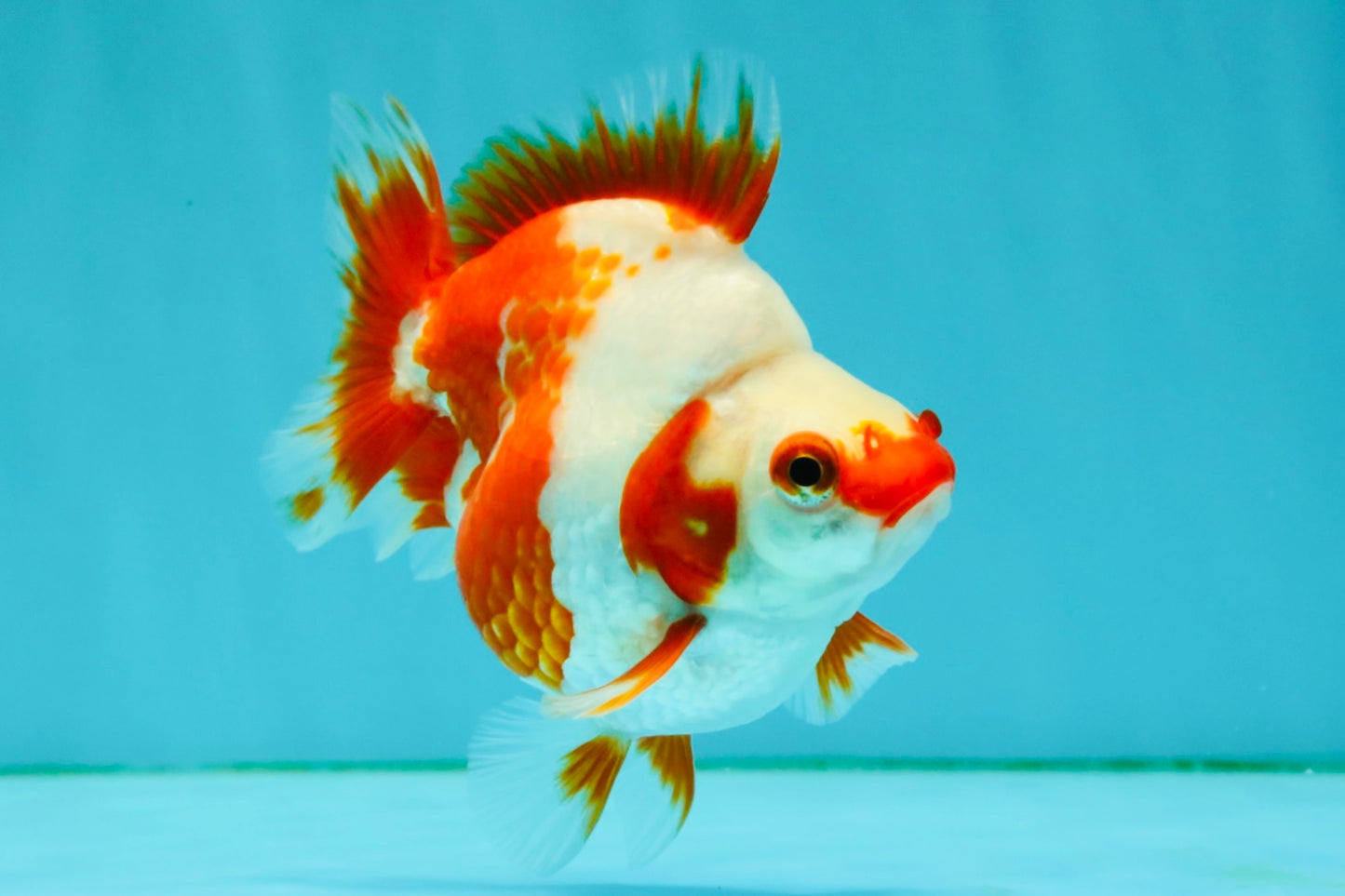 A Grade Red White Ryukin Female 4 inches #050126RK_03