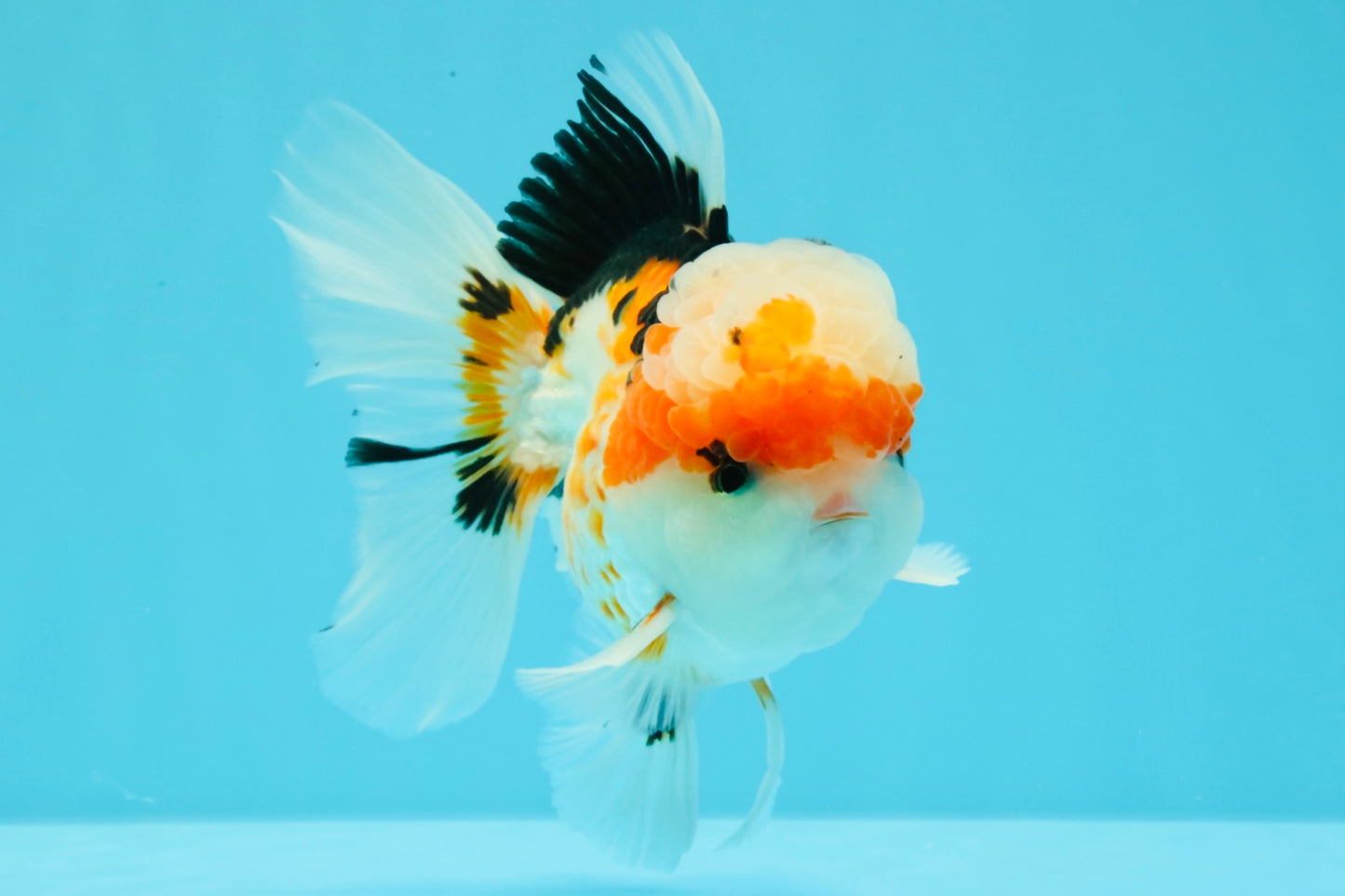 AAA Grade Tricolor Oranda Male 5.5 inches #030626OR_22