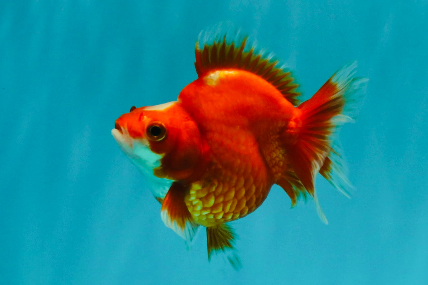 SPECIAL A Grade Jade Head Red White Ryukin Female 4 inches #042426RK_04