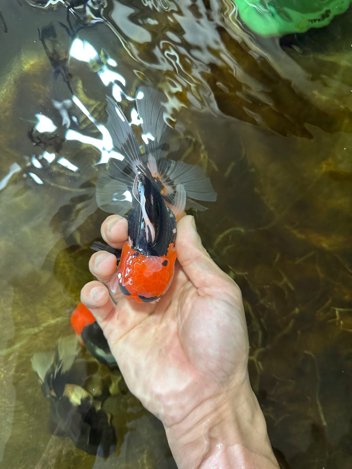 A Grade Tricolor Oranda Male 5 inches #082225OR_20