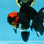 AAA Grade LAVA Tricolor Oranda Male 6 inches #090525OR_12