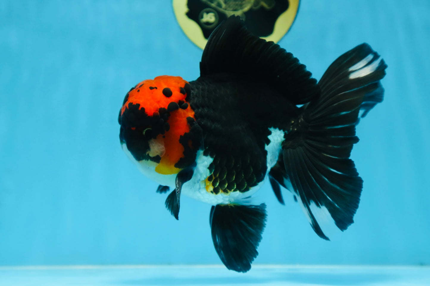 AAA Grade LAVA Tricolor Oranda Male 6 inches #090525OR_12