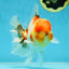 AAA Grade Sakura Oranda Male 5.5 inches #050925OR_54