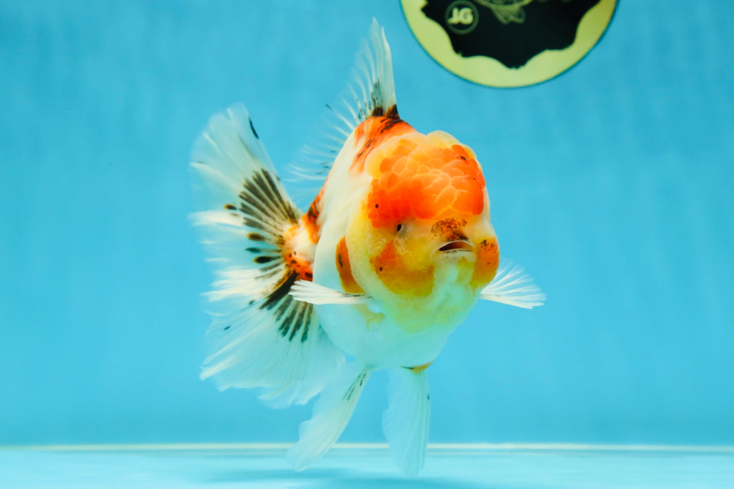 AAA Grade Sakura Oranda Male 5.5 inches #050925OR_54