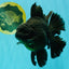 AAA Grade Super Godzilla Black Oranda Male 6.5-7 inches #061926OR_01