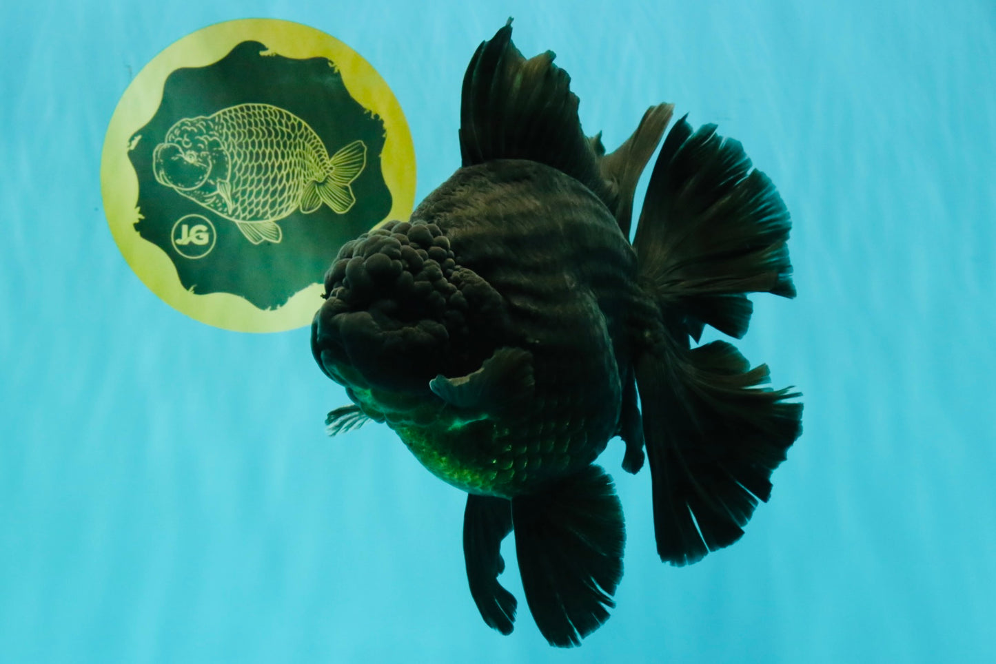 AAA Grade Super Godzilla Black Oranda Male 6.5-7 inches #061926OR_01