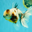 UNIQUE A Grade Calico Oranda Male 6.5 inches #082826OR_06
