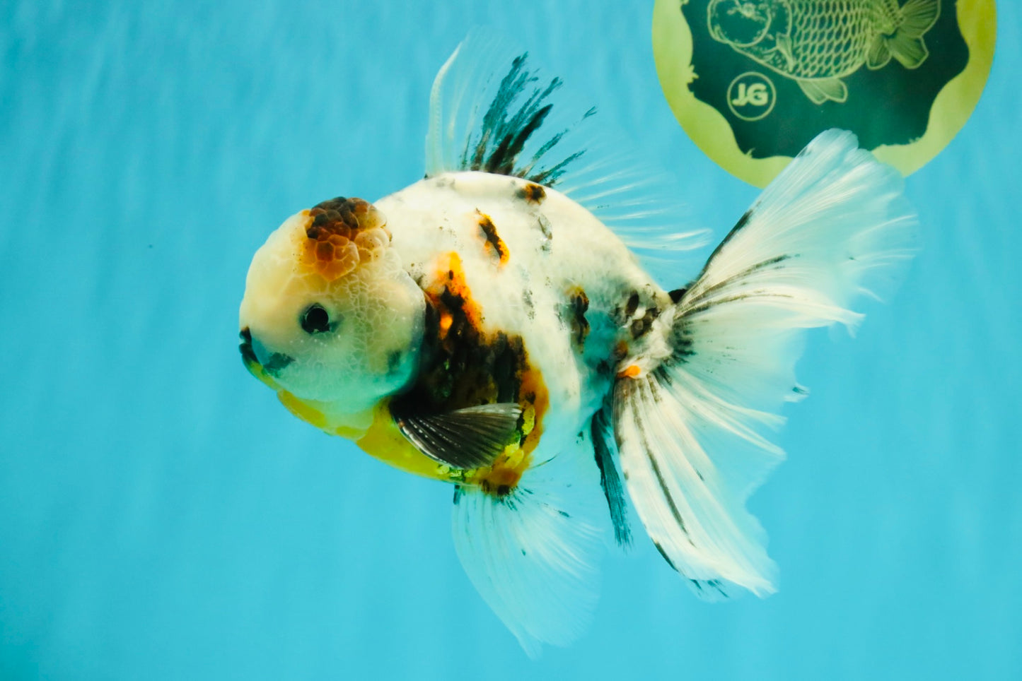 UNIQUE A Grade Calico Oranda Male 6.5 inches #082826OR_06