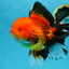 AAA Grade THICK BODY Apache Oranda Male 6-6.5 inches #082925OR_14