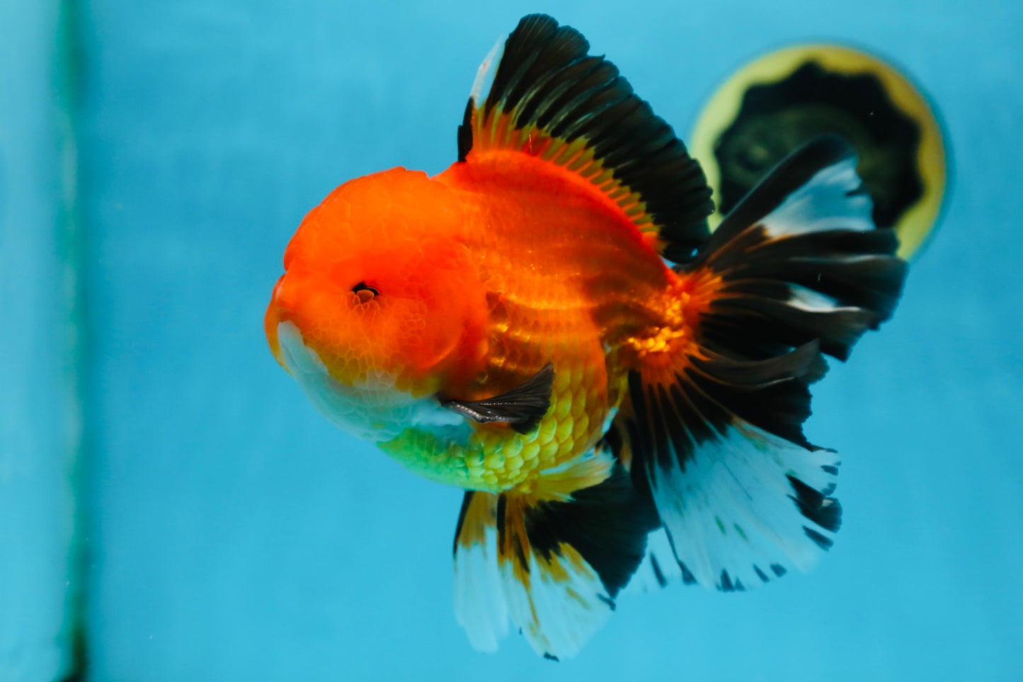 AAA Grade THICK BODY Apache Oranda Male 6-6.5 inches #082925OR_14