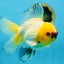 A Grade UNIQUE Lemonhead Oranda Male 5-5.5 inches #090525OR_13