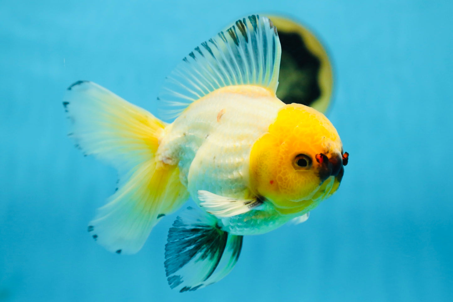 A Grade UNIQUE Lemonhead Oranda Male 5-5.5 inches #090525OR_13