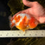 BEAUTY Sakura Chinese Ranchu Male 5-5.5 inches #032026RC_31