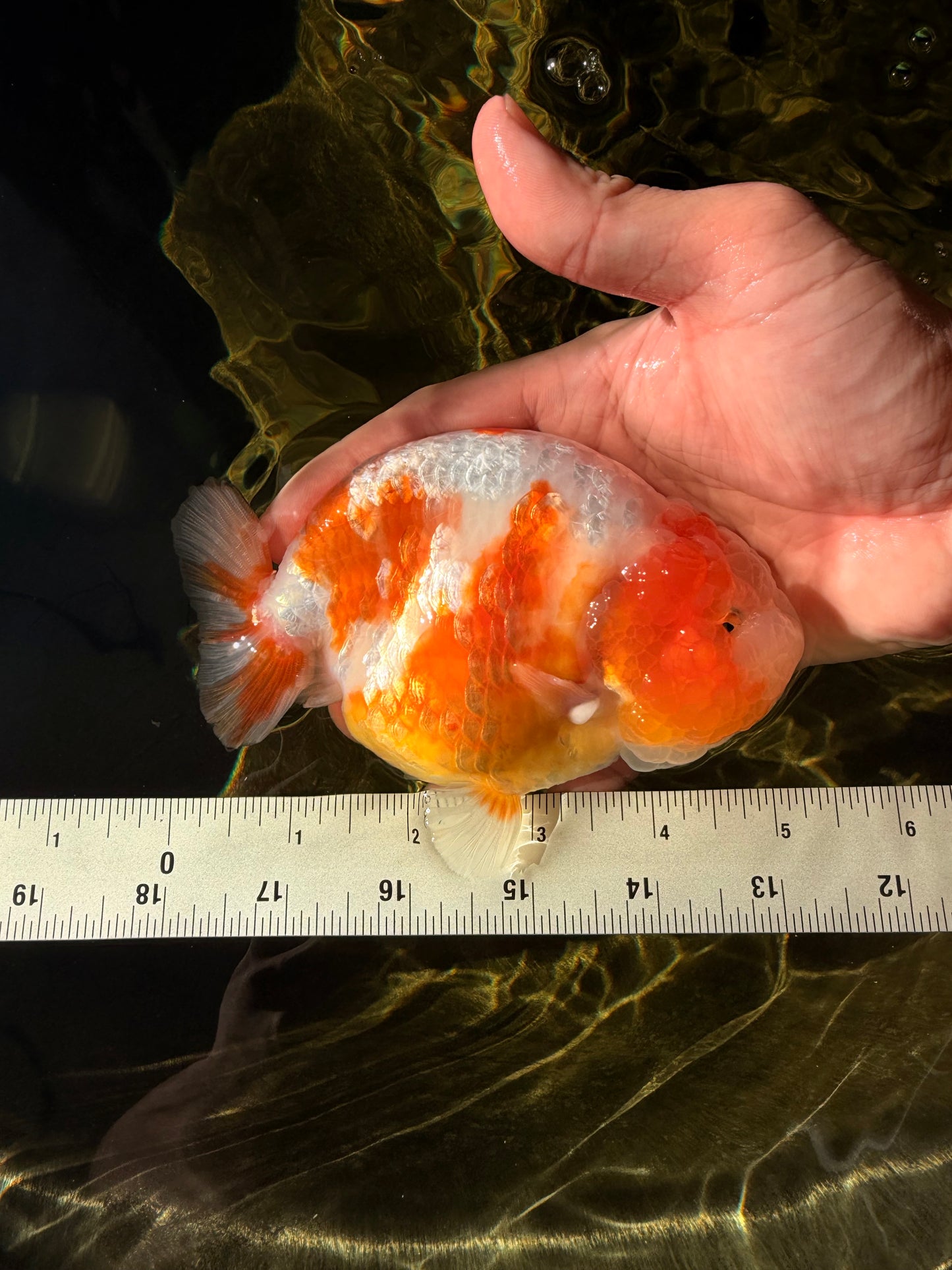 BEAUTY Sakura Chinese Ranchu Male 5-5.5 inches #032026RC_31