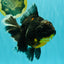AAA Grade Jumbo Bloodline Kirin Oranda Male 7.5 inches #061926OR_05