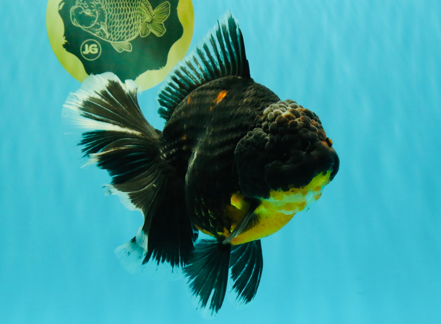 AAA Grade Jumbo Bloodline Kirin Oranda Male 7.5 inches #061926OR_05
