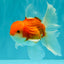 A Grade Red White Oranda Male 5.5-6 inches #090426OR_09