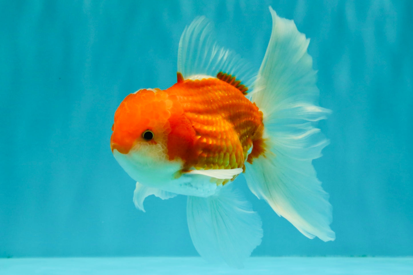 A Grade Red White Oranda Male 5.5-6 inches #090426OR_09