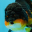CHONKY A Grade Apache Oranda Male 5.5-6  inches #041026OR_13