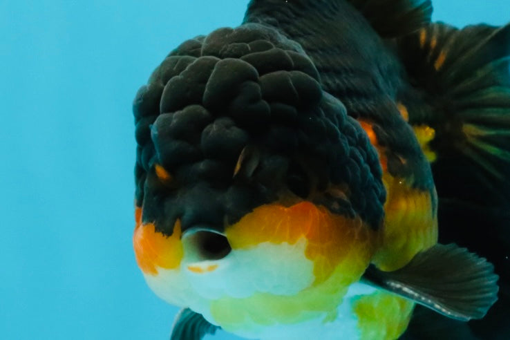 CHONKY A Grade Apache Oranda Male 5.5-6  inches #041026OR_13