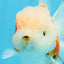 LOVELY A Grade Sakura Oranda Female 5.5 inches #102425OR_23