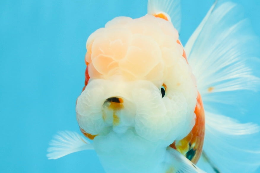 LOVELY A Grade Sakura Oranda Female 5.5 inches #102425OR_23