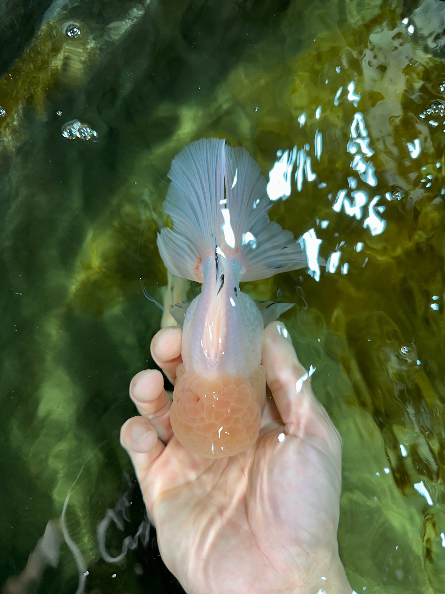 AAA Grade White Oranda Male 5.5 inches #050925OR_45