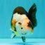 UNIQUE Tricolor Chinese Ranchu Male 6.5  inches #050826RC_12