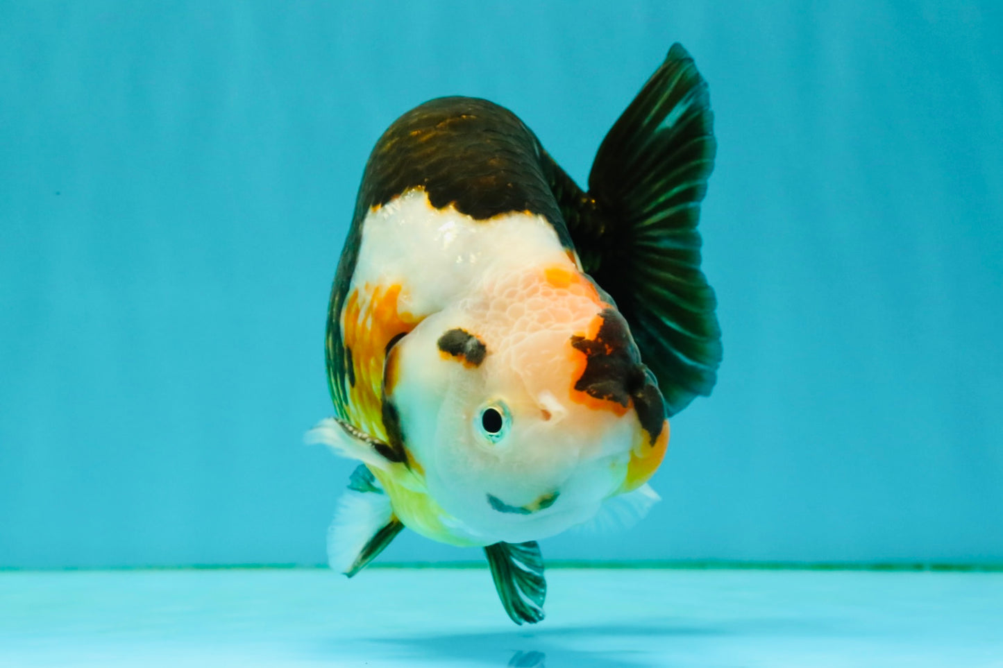 UNIQUE Tricolor Chinese Ranchu Male 6.5  inches #050826RC_12