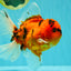 CHARLIE A Grade Tiger Oranda Male 7 inches #100926OR_10