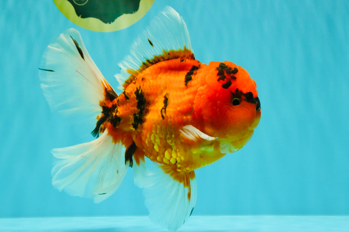 CHARLIE A Grade Tiger Oranda Male 7 inches #100926OR_10