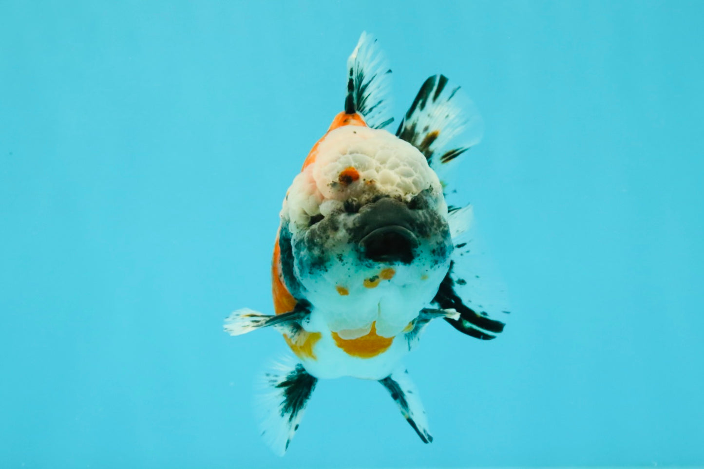 Calico Yuanbao Male 5 inches #032026YB_16