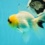 AAA Grade Panda Lemonhead Button Eyes Oranda Male 5.5 inches #110824OR_14