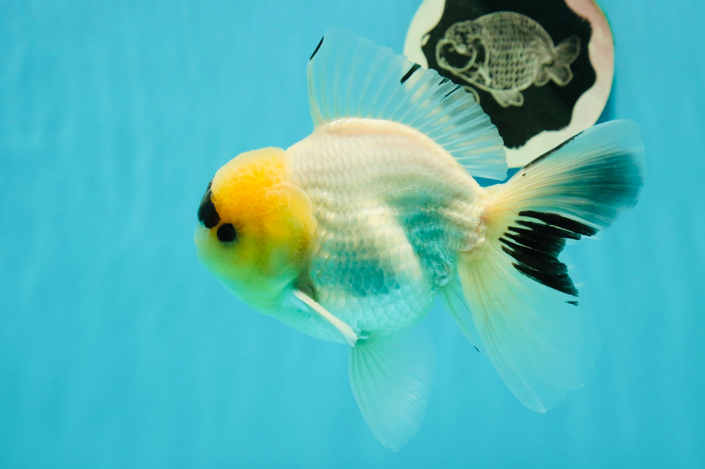 AAA Grade Panda Lemonhead Button Eyes Oranda Male 5.5 inches #110824OR_14