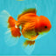 AAA Grade Red White Oranda Male 5-5.5 inches #073126OR_08