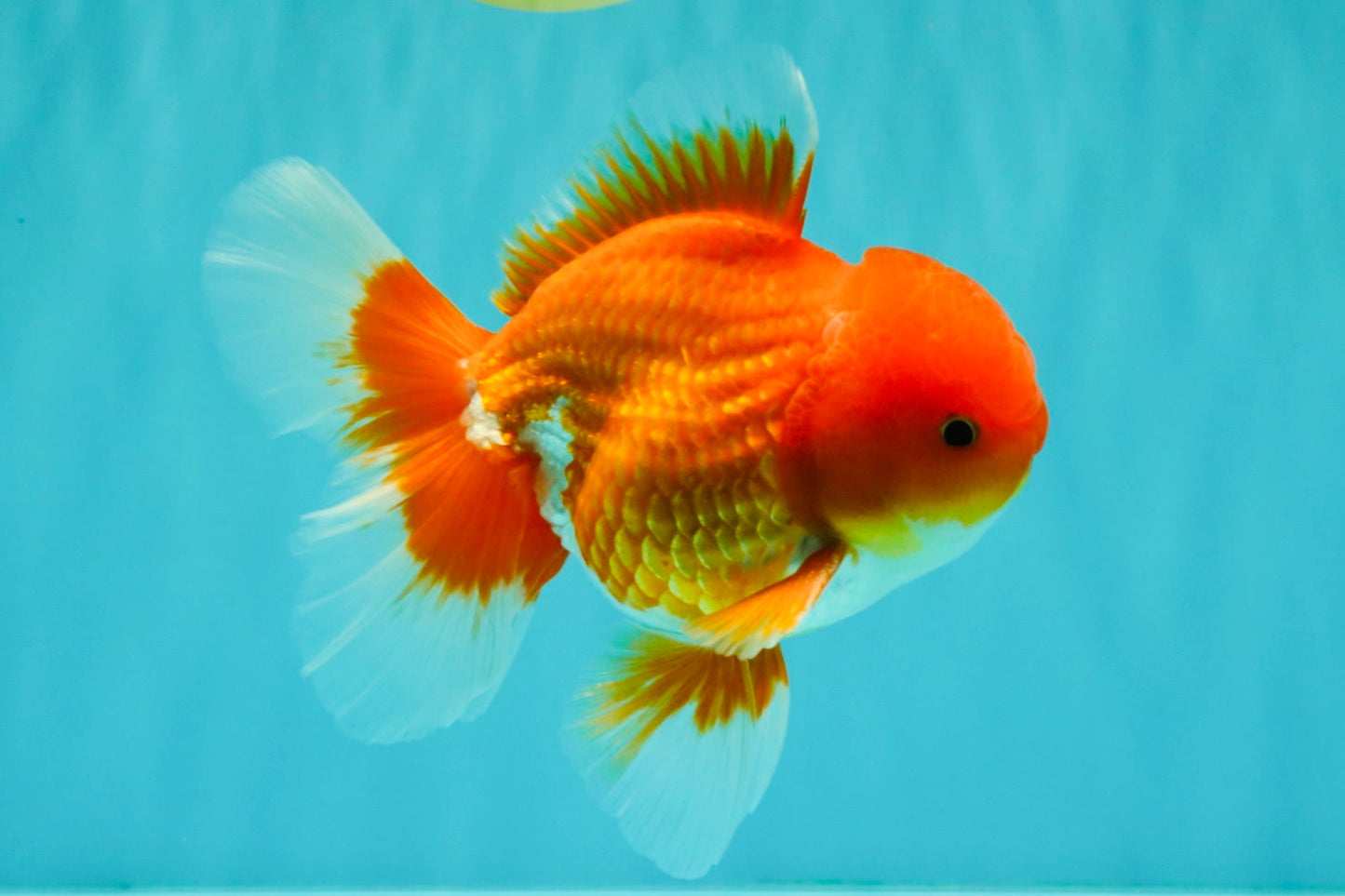 AAA Grade Red White Oranda Male 5-5.5 inches #073126OR_08