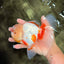 A Grade Red White Oranda Female 6 inches #072426OR_17