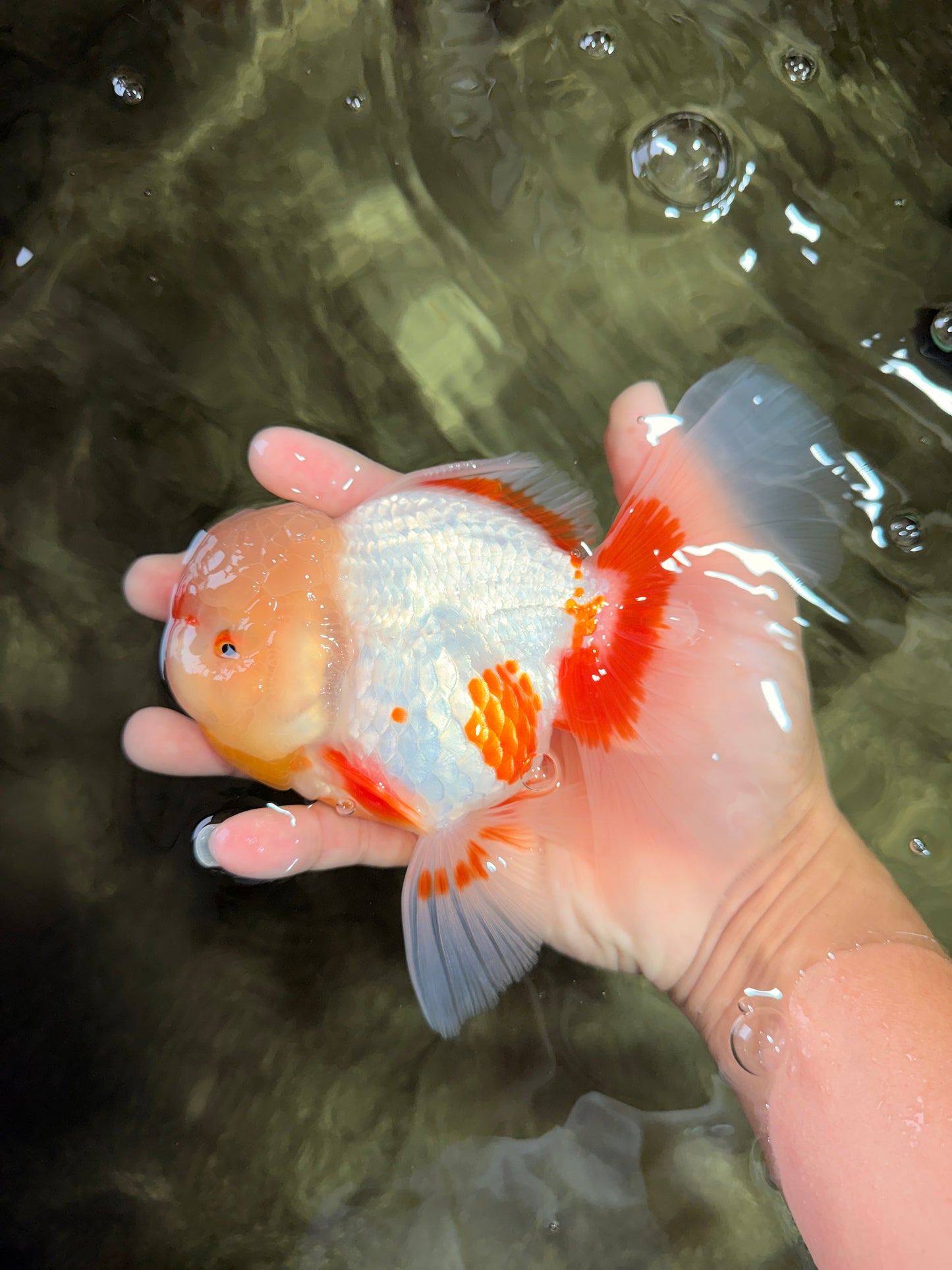 A Grade Red White Oranda Female 6 inches #072426OR_17