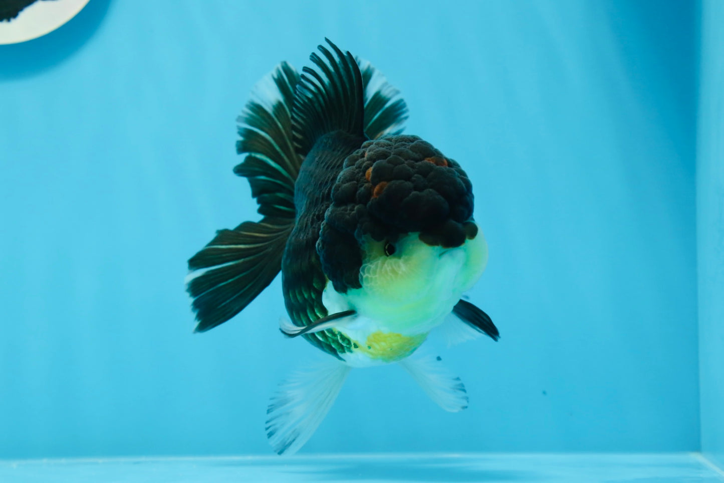 Oranda hembra tricolor de grado AAA de 5 pulgadas n.° 0830OR_02