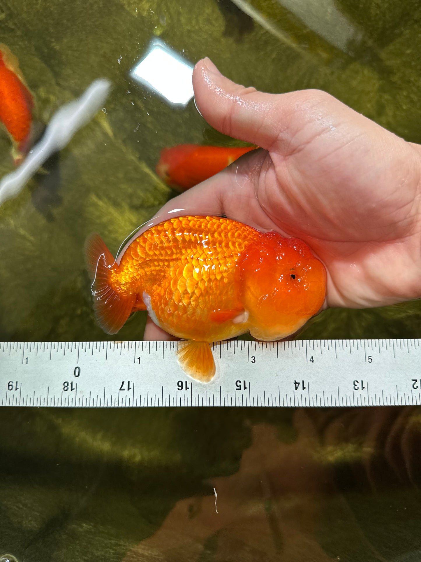 SUPER TOMATO AAA Grade Chubby Red LionQueen 4-4.5 inches #041825LC_06