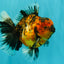 AAA Grade Tiger Oranda Male 6-6.5  inches #071026OR_36