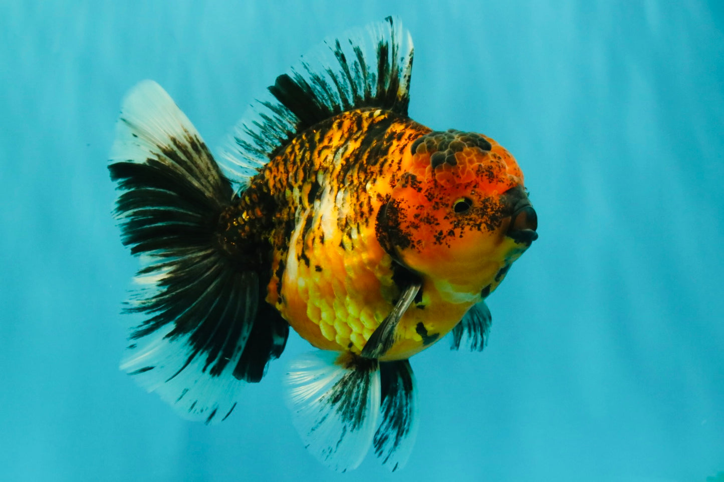 AAA Grade Tiger Oranda Male 6-6.5  inches #071026OR_36