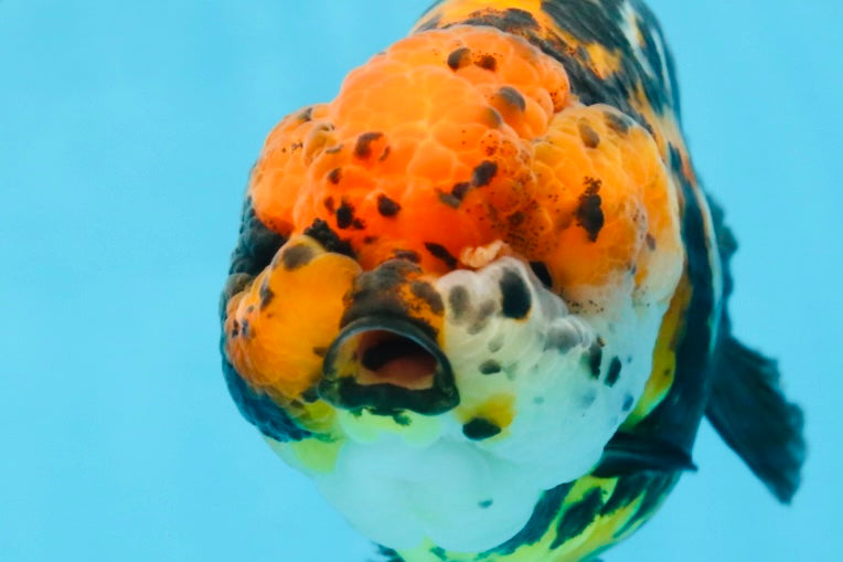 UNIQUE AAA Grade Chinese Red Head Ranchu Female 4.5-5 inches #101725RC_19