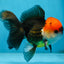 A Grade Tricolor Oranda Male 5-5.5 inches #090525OR_15