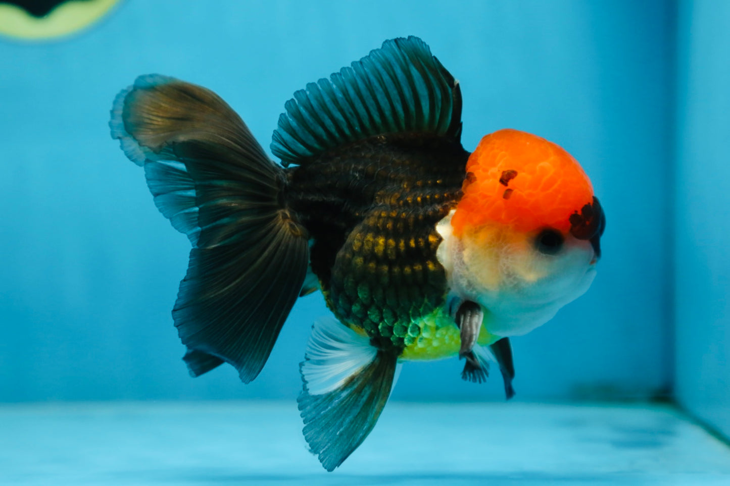 A Grade Tricolor Oranda Male 5-5.5 inches #090525OR_15