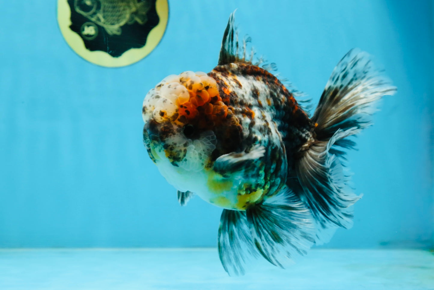CHONKY AAA Grade Calico Kirin Oranda Male 5.5 inches #102425OR_18
