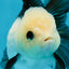 A Grade Panda Oranda Female 4.5  inches #121324OR_18